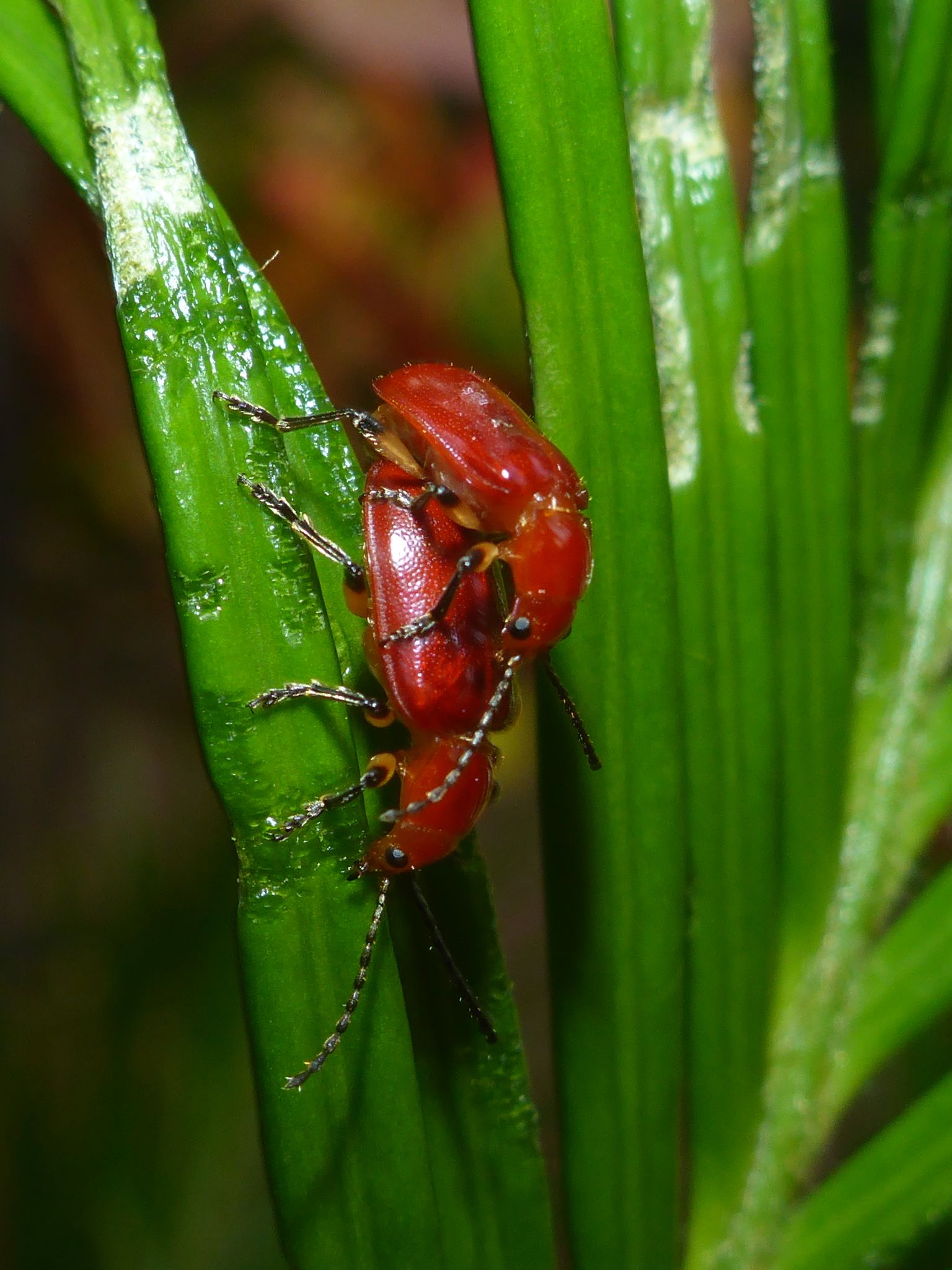 Aulacoscelis