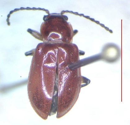 Aulacoscelis