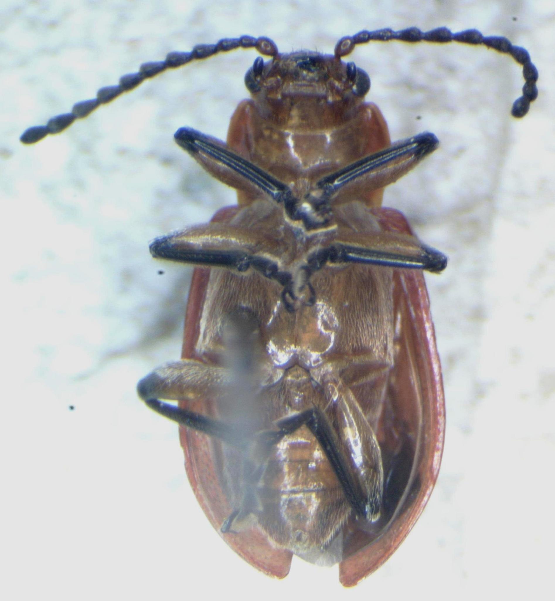 Aulacoscelis