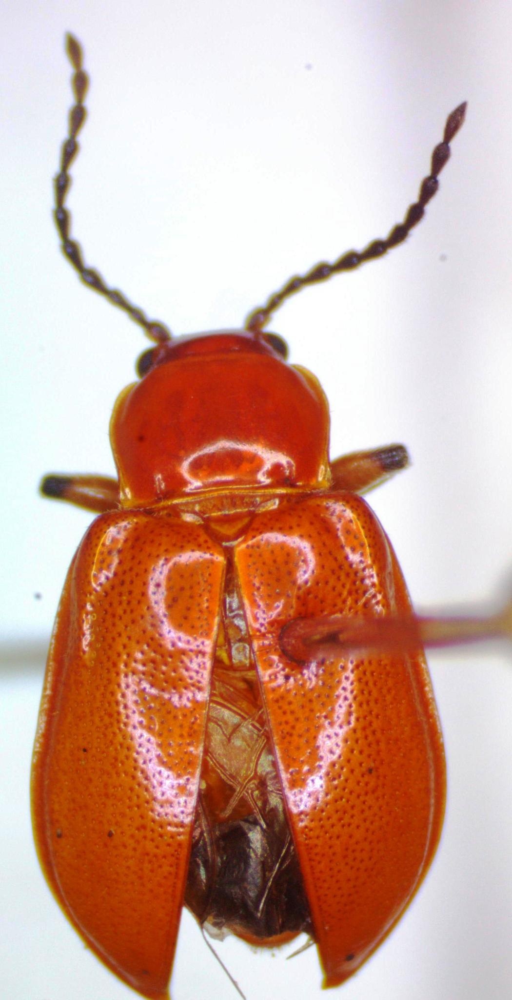 Aulacoscelis