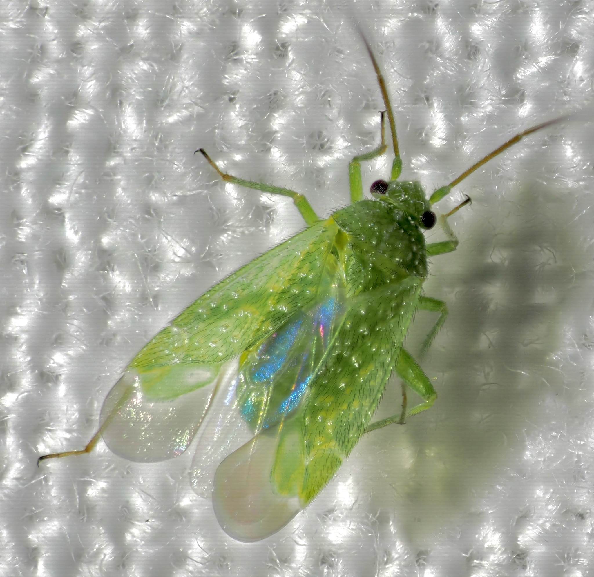 Orthotylus