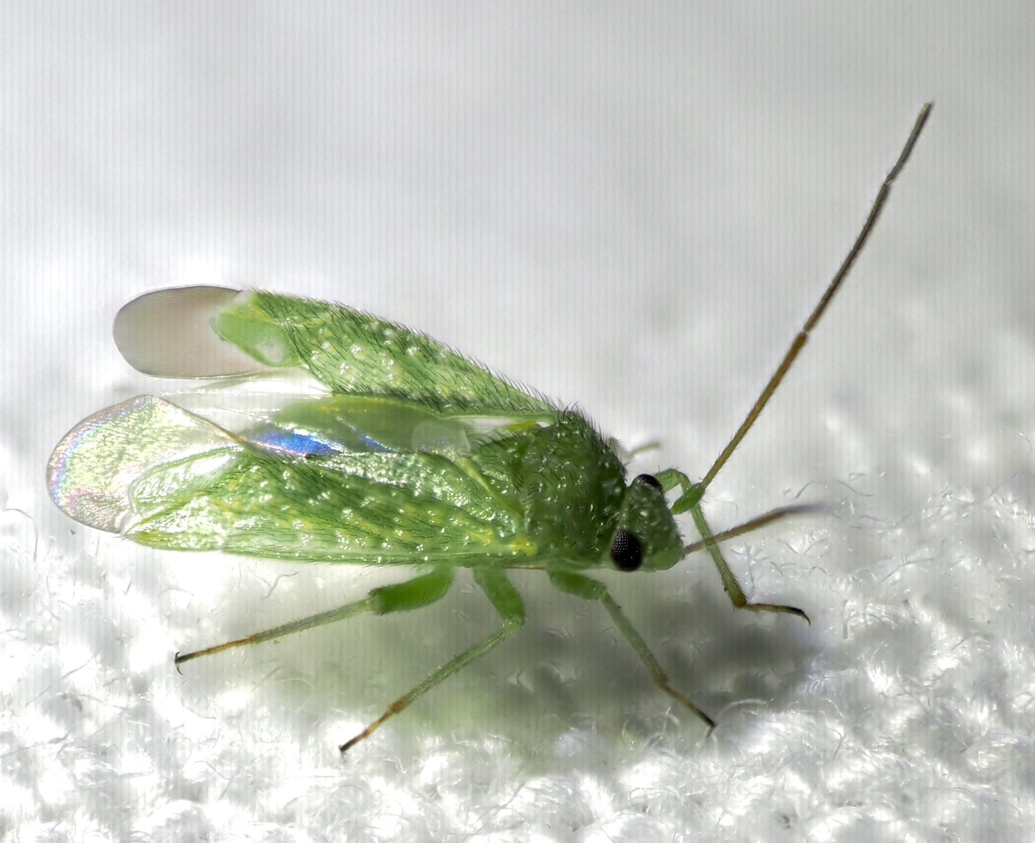 Orthotylus