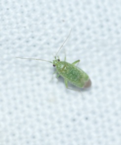 Orthotylus