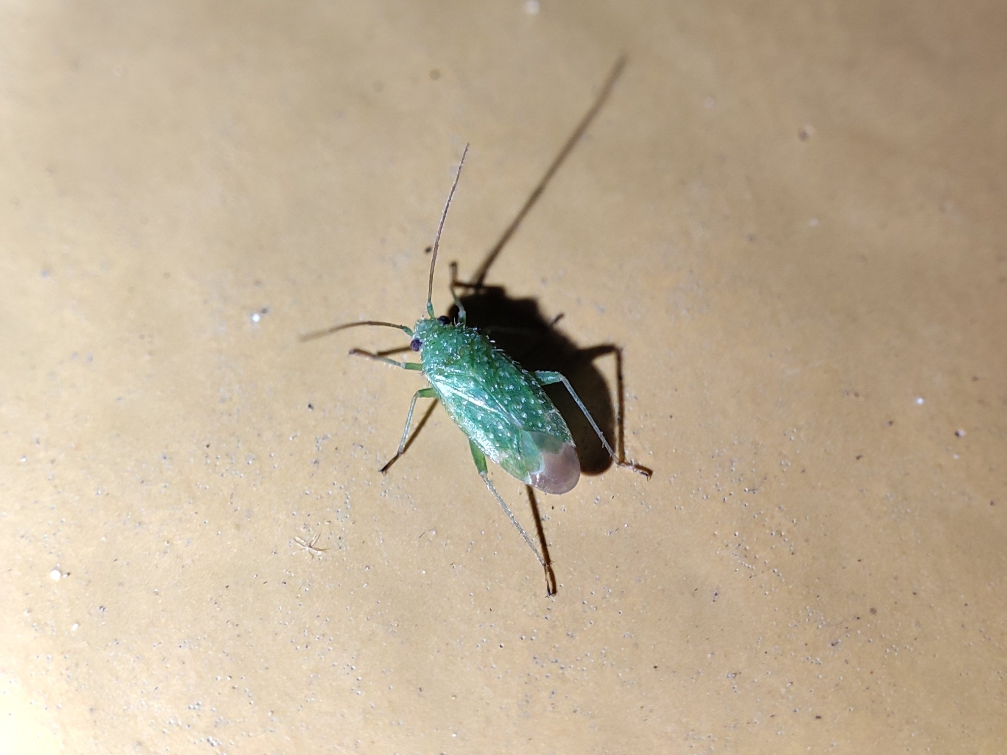 Orthotylus