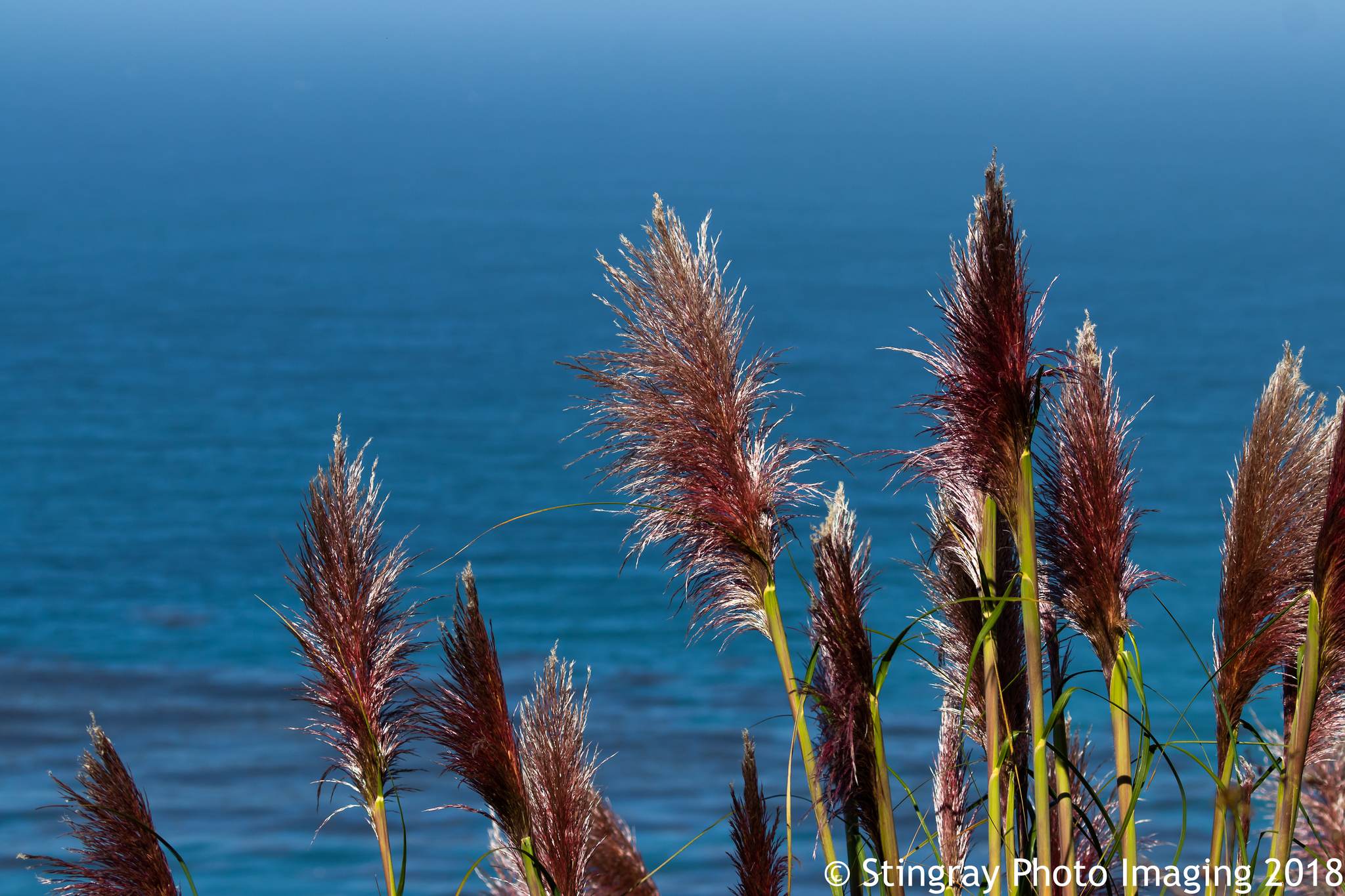 Cortaderia jubata