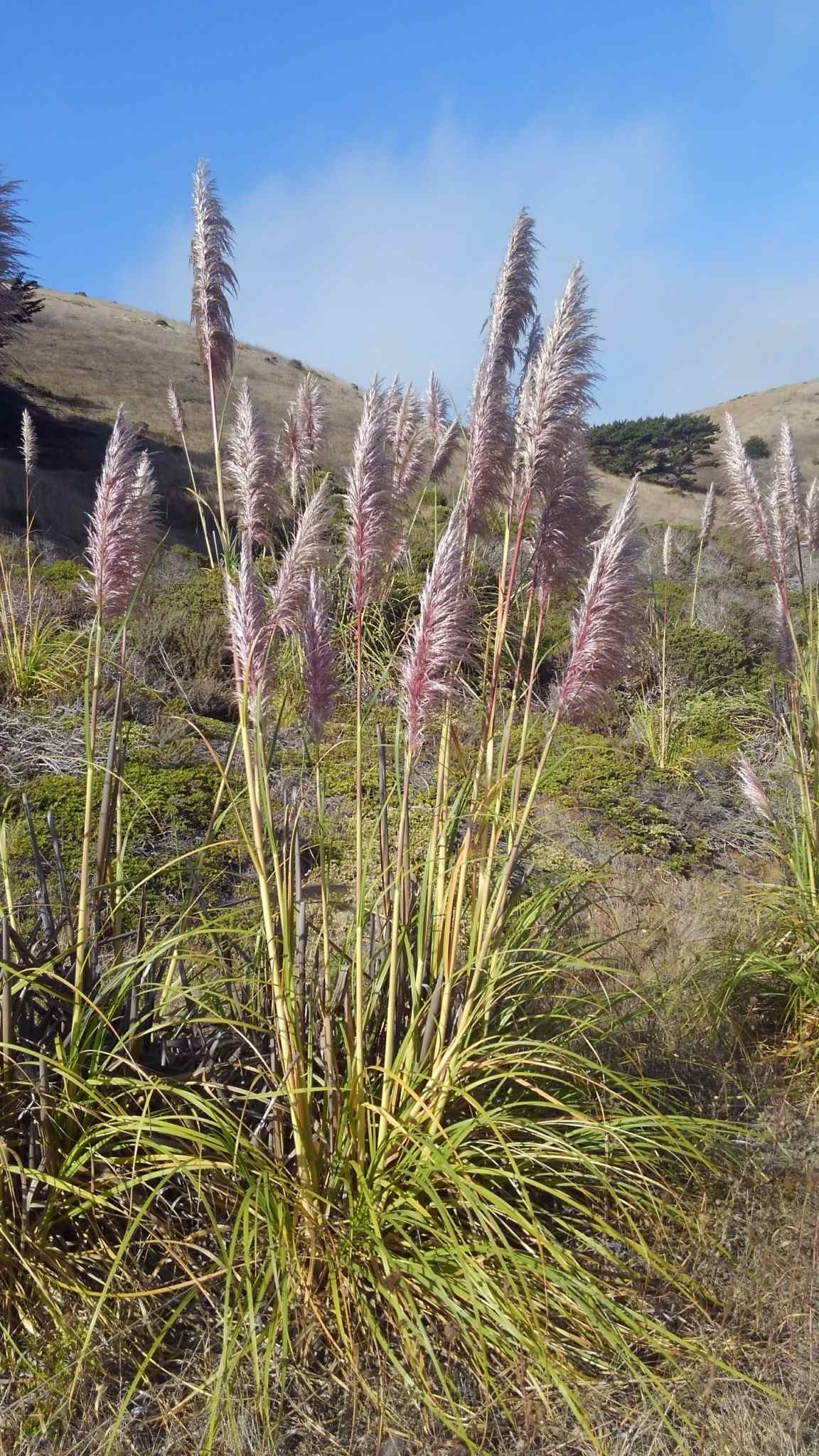 Cortaderia jubata