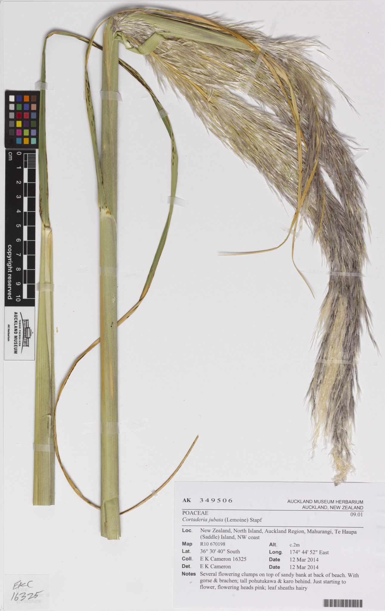 Cortaderia jubata