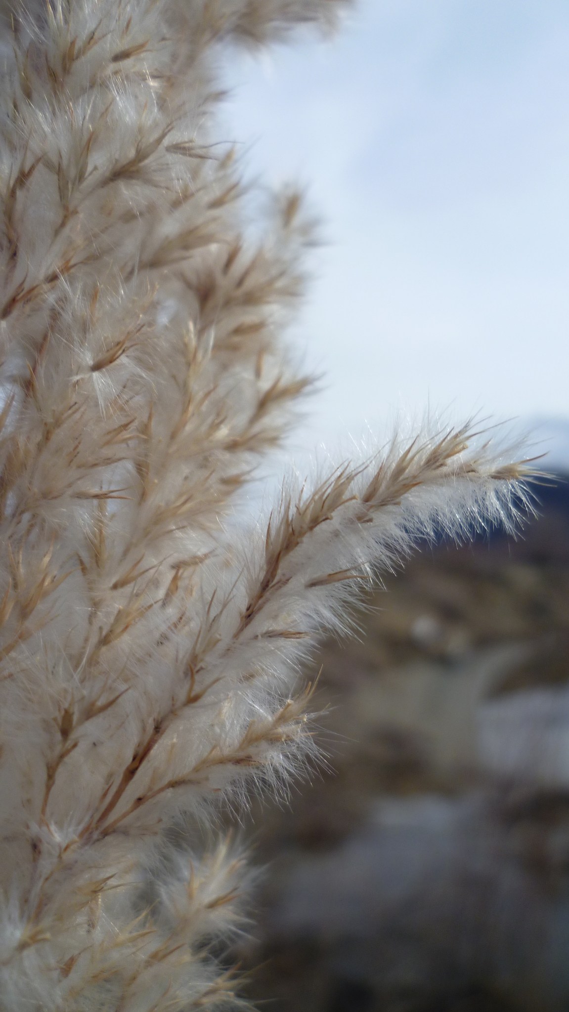Cortaderia jubata
