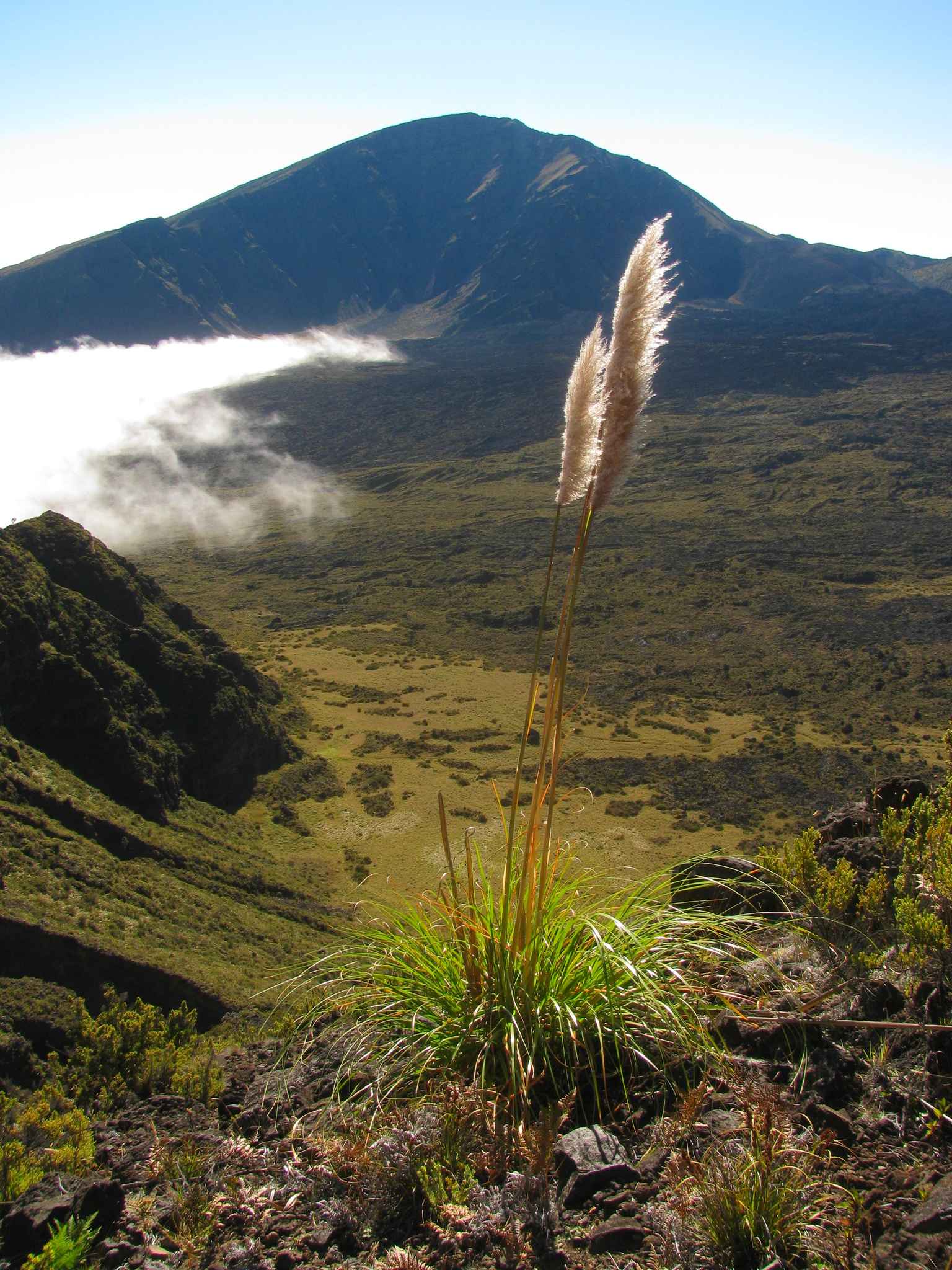 Cortaderia jubata