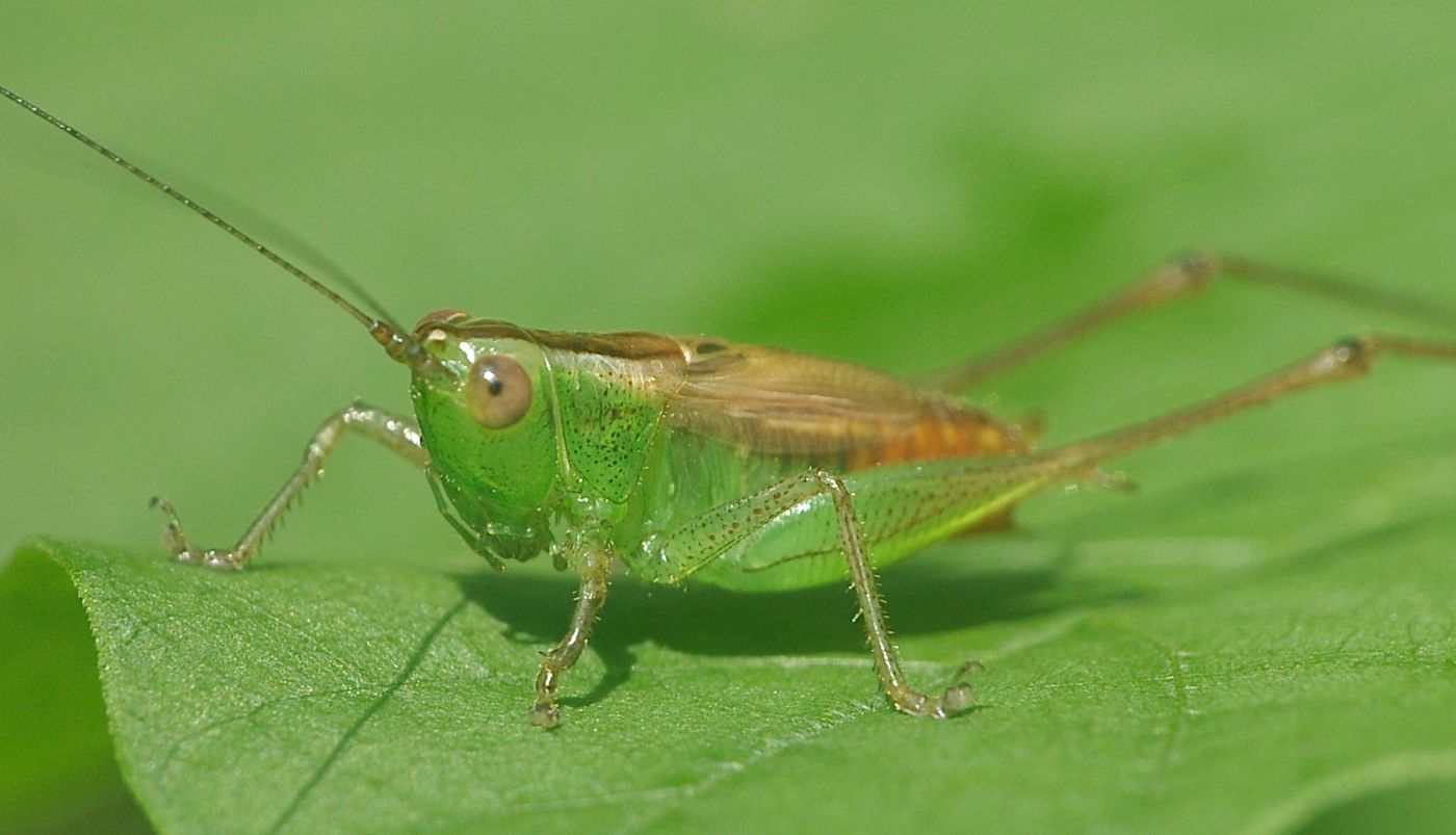Conocephalus saltator