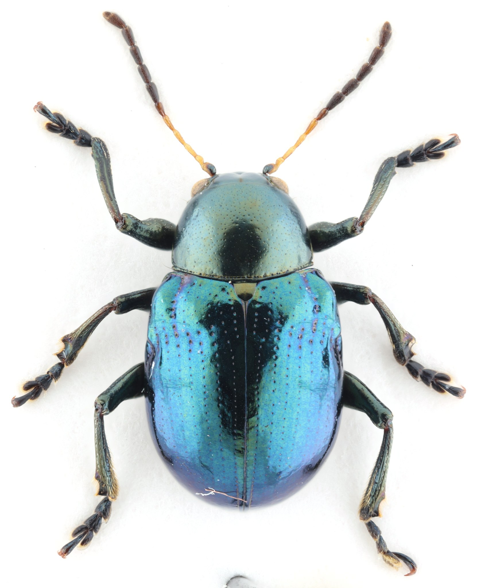 Typophorus