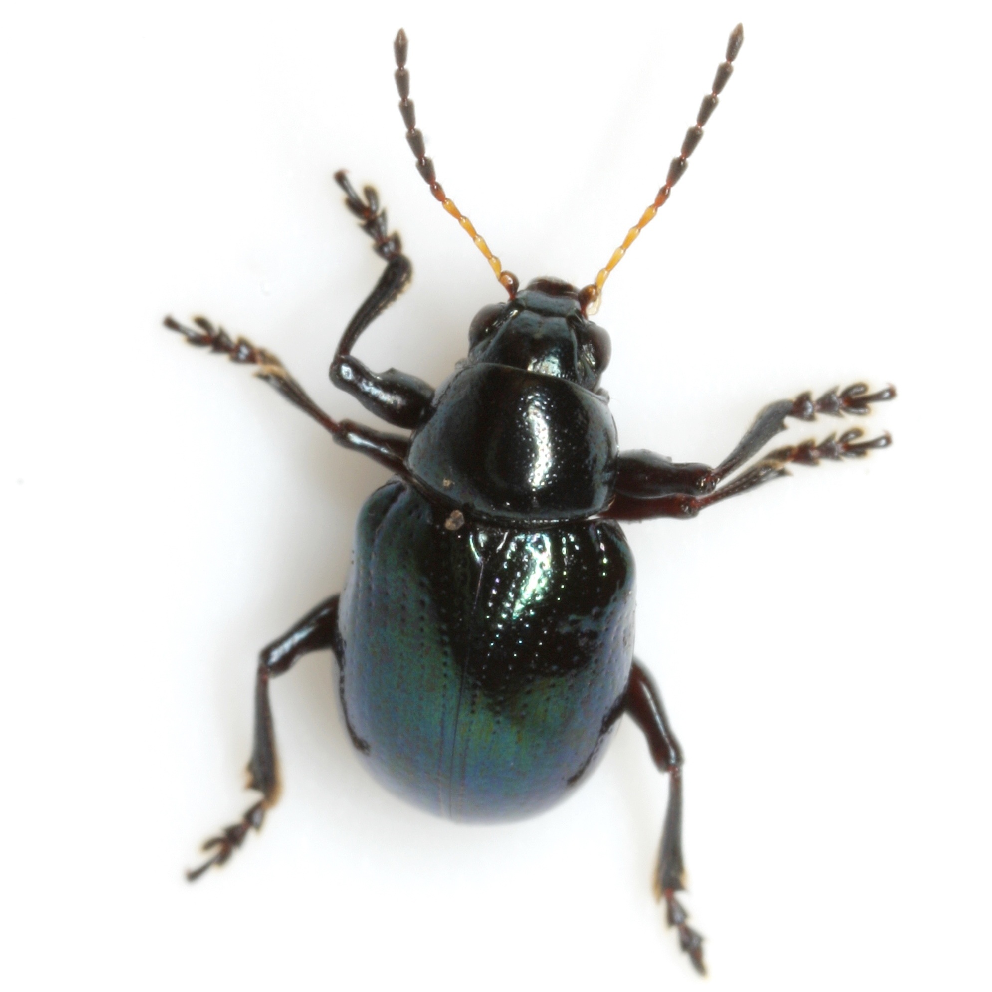 Typophorus