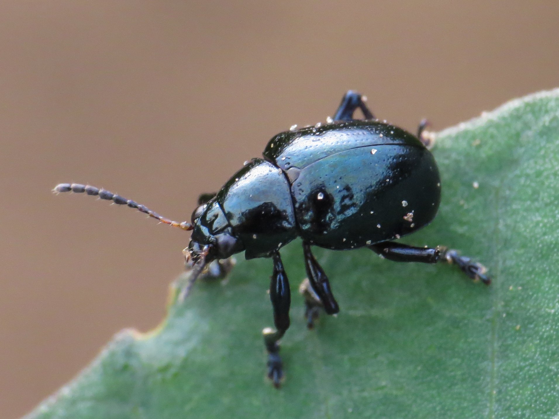 Typophorus