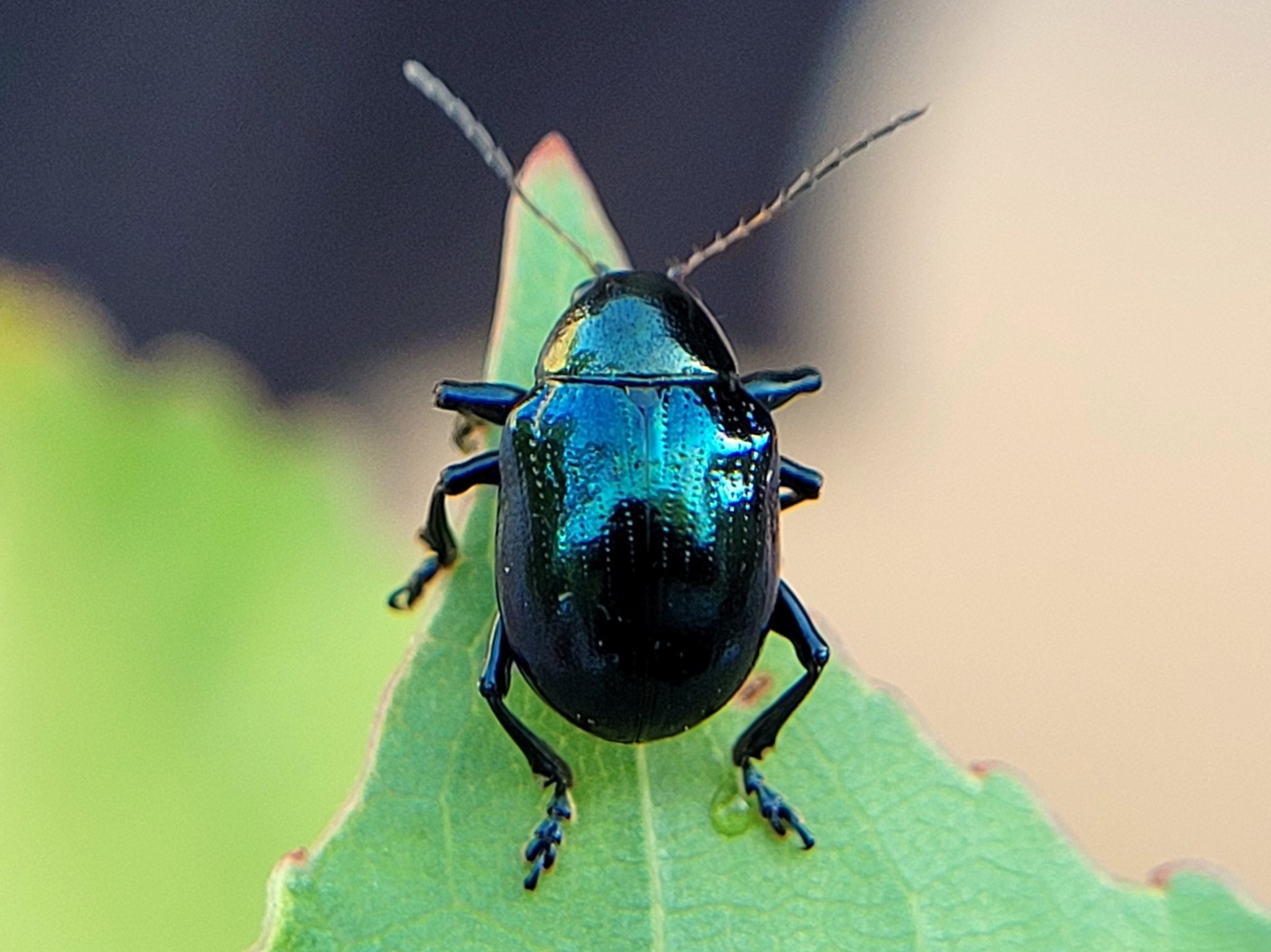 Typophorus