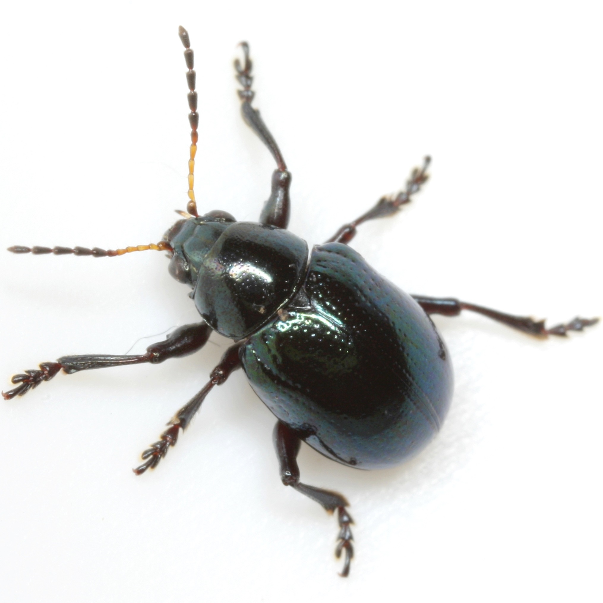 Typophorus