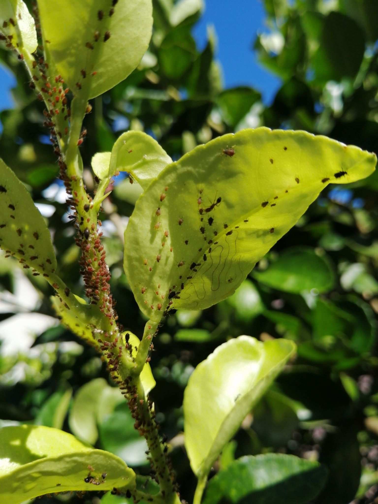 Aphis citricidus