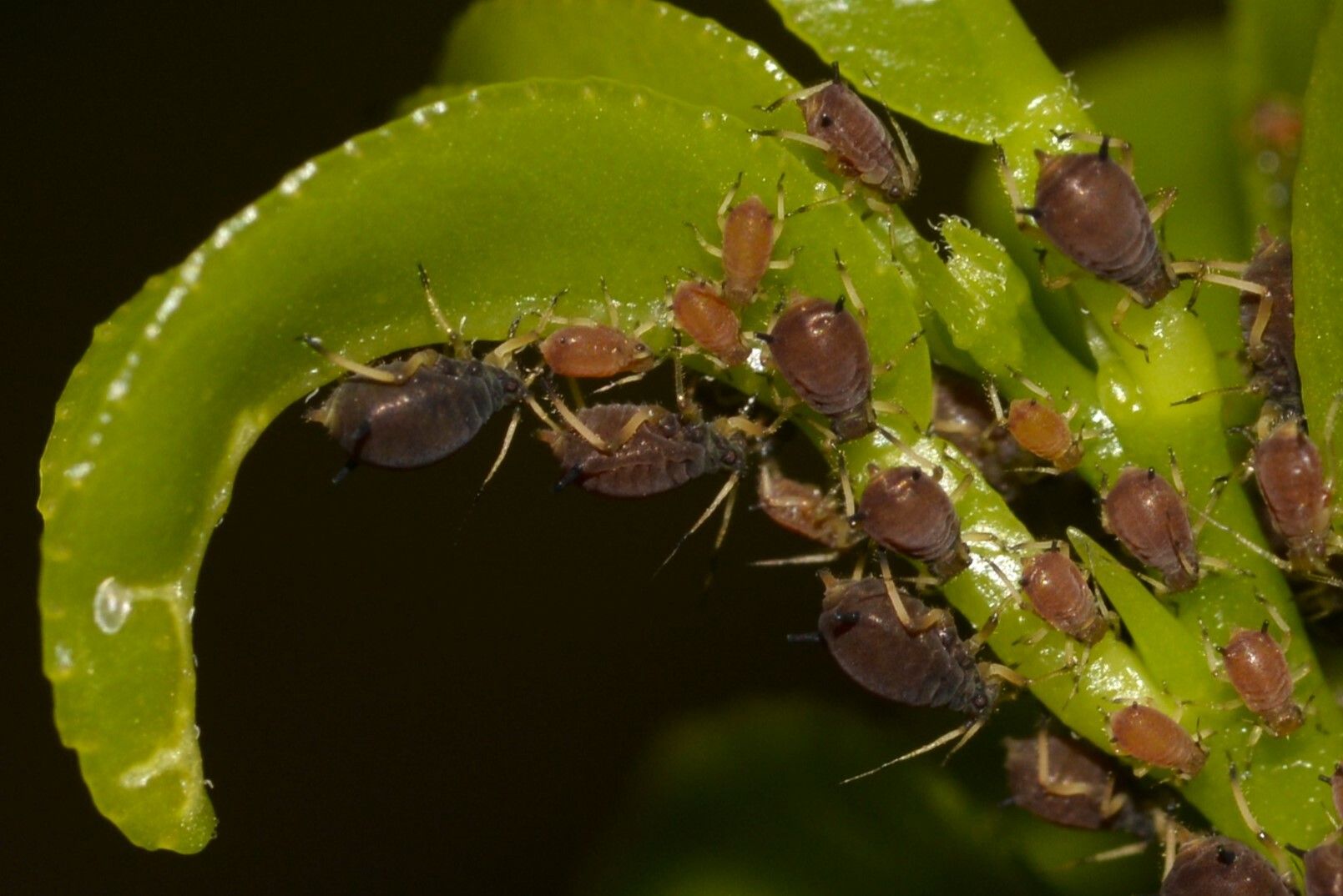 Aphis citricidus