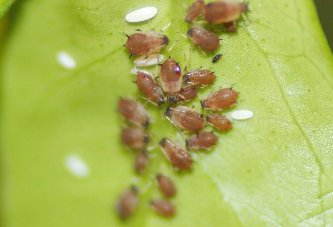 Aphis citricidus