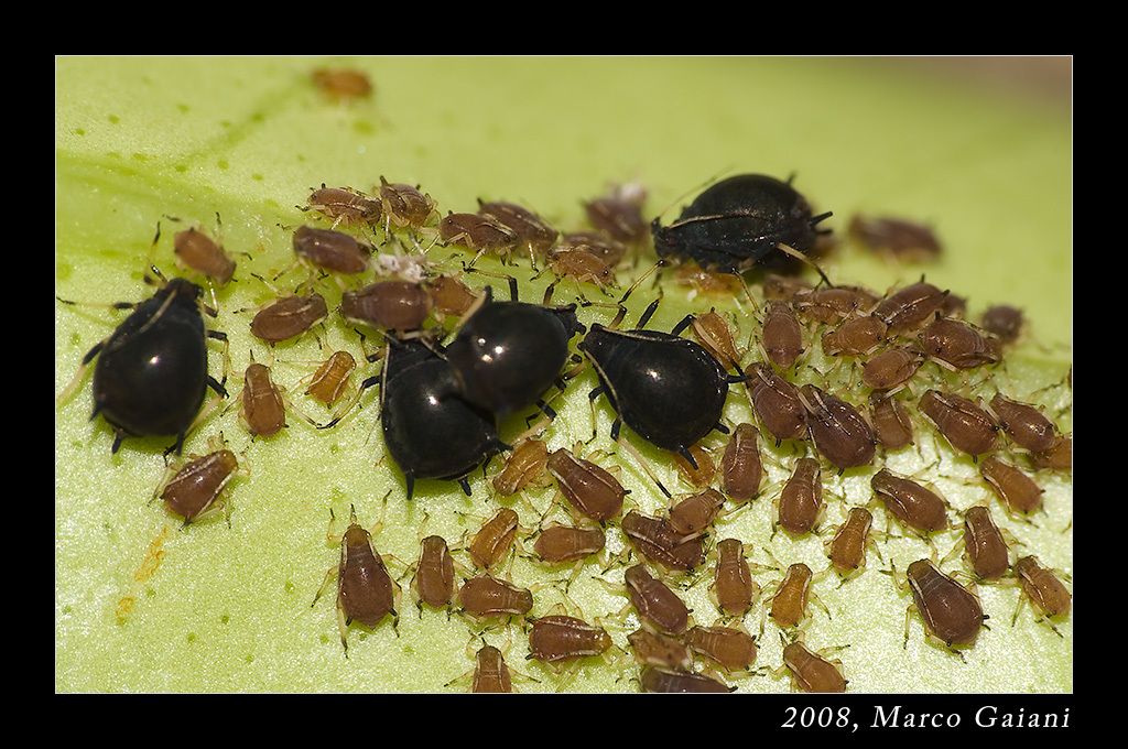 Aphis citricidus