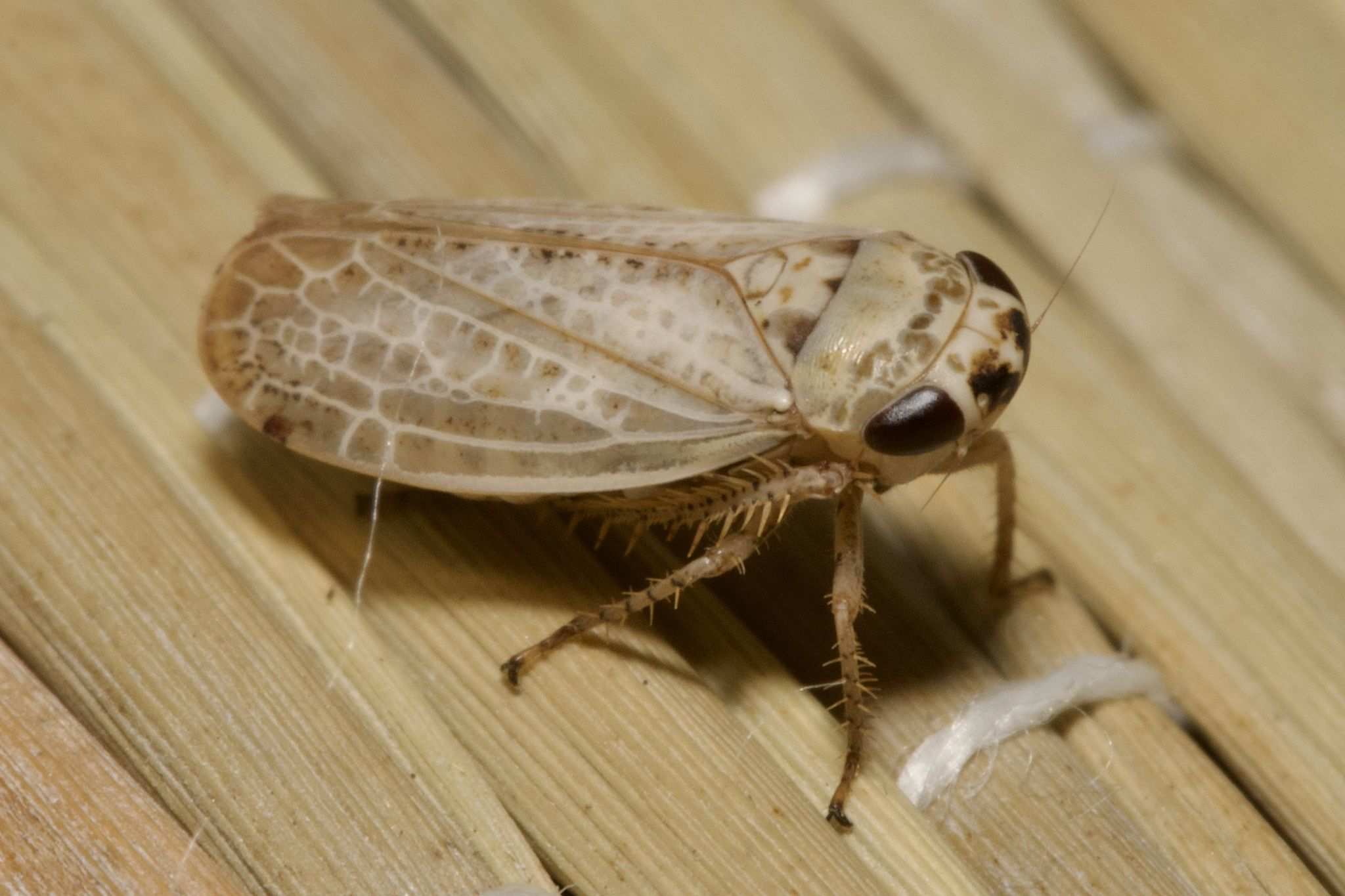 Allygidius abbreviatus