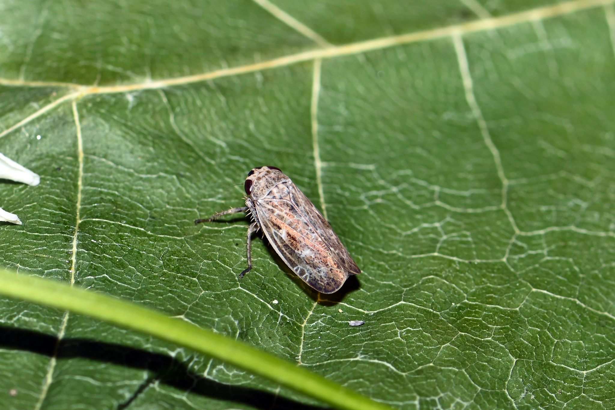 Allygidius abbreviatus