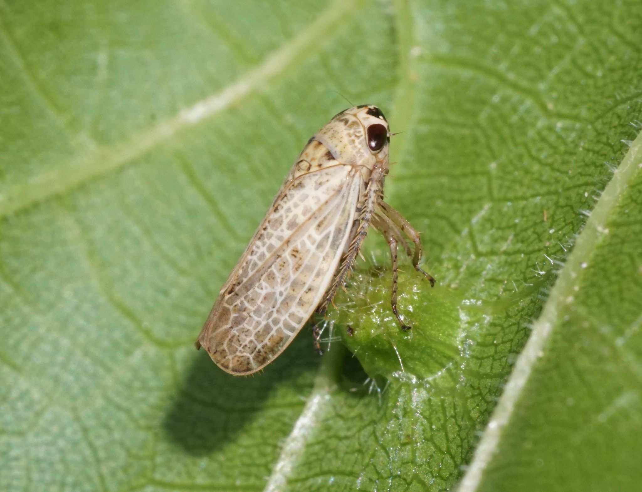 Allygidius abbreviatus