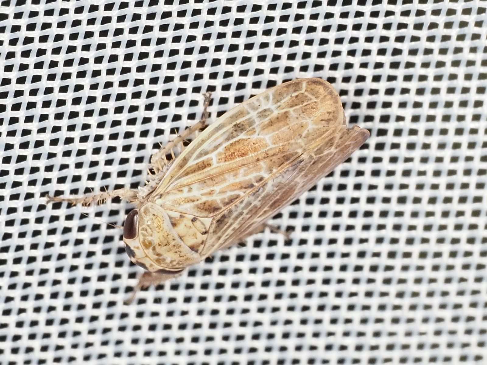 Allygidius abbreviatus