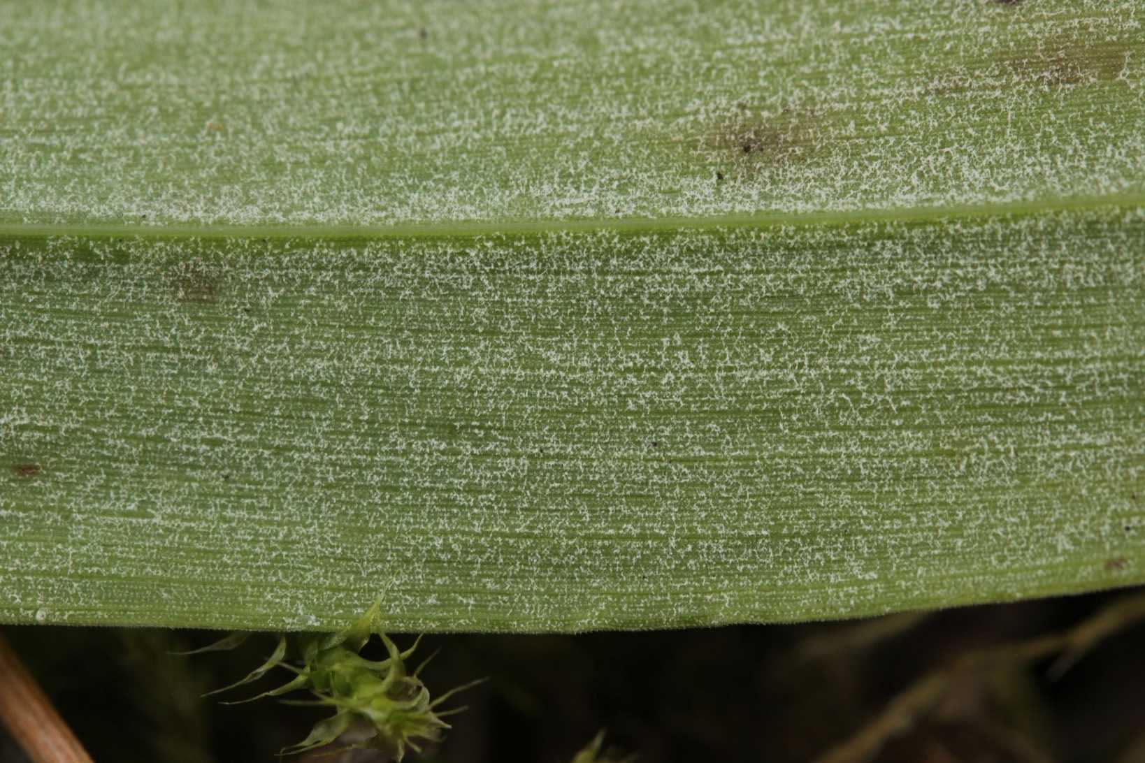 Sclerospora graminicola