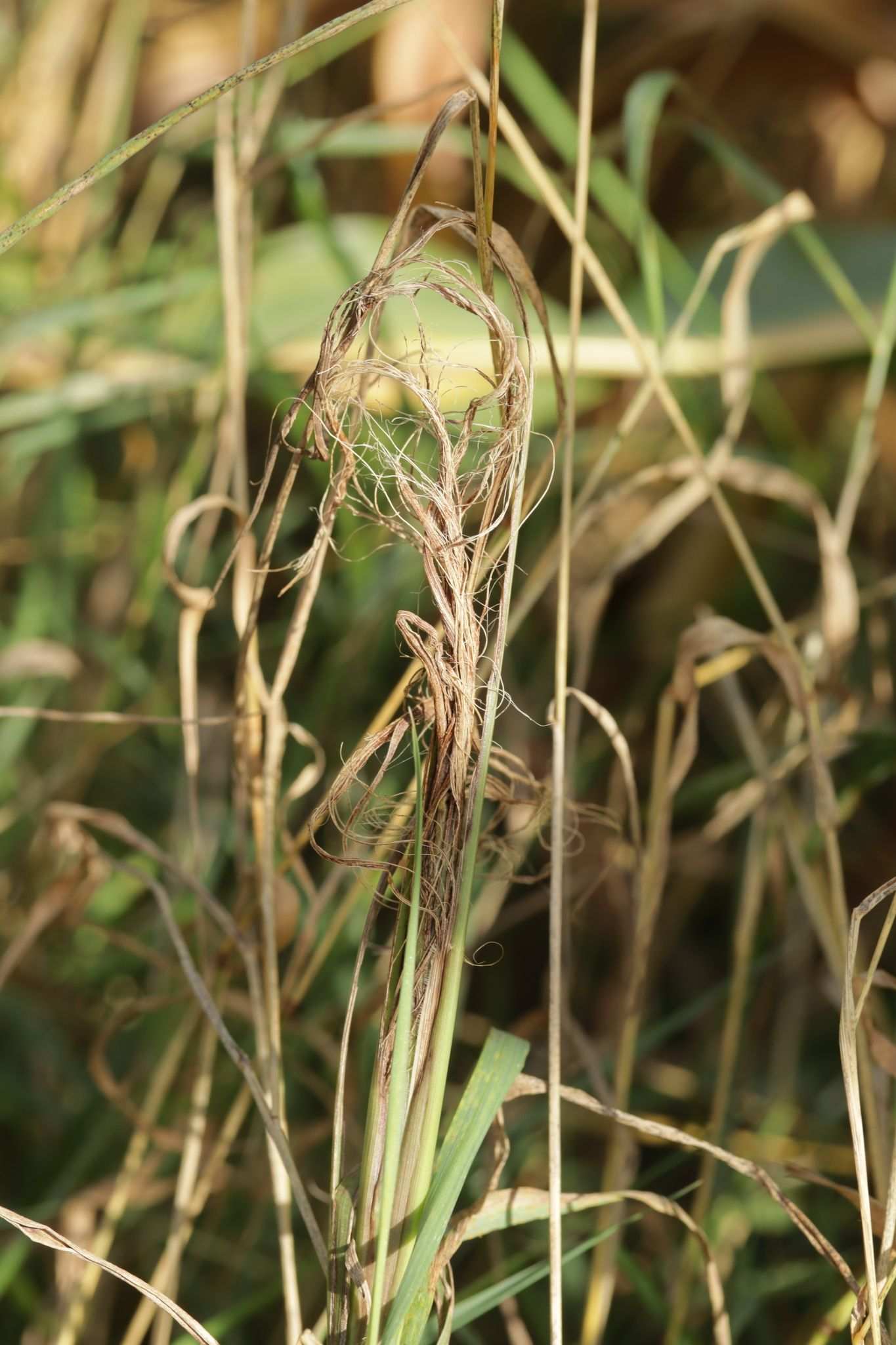 Sclerospora graminicola