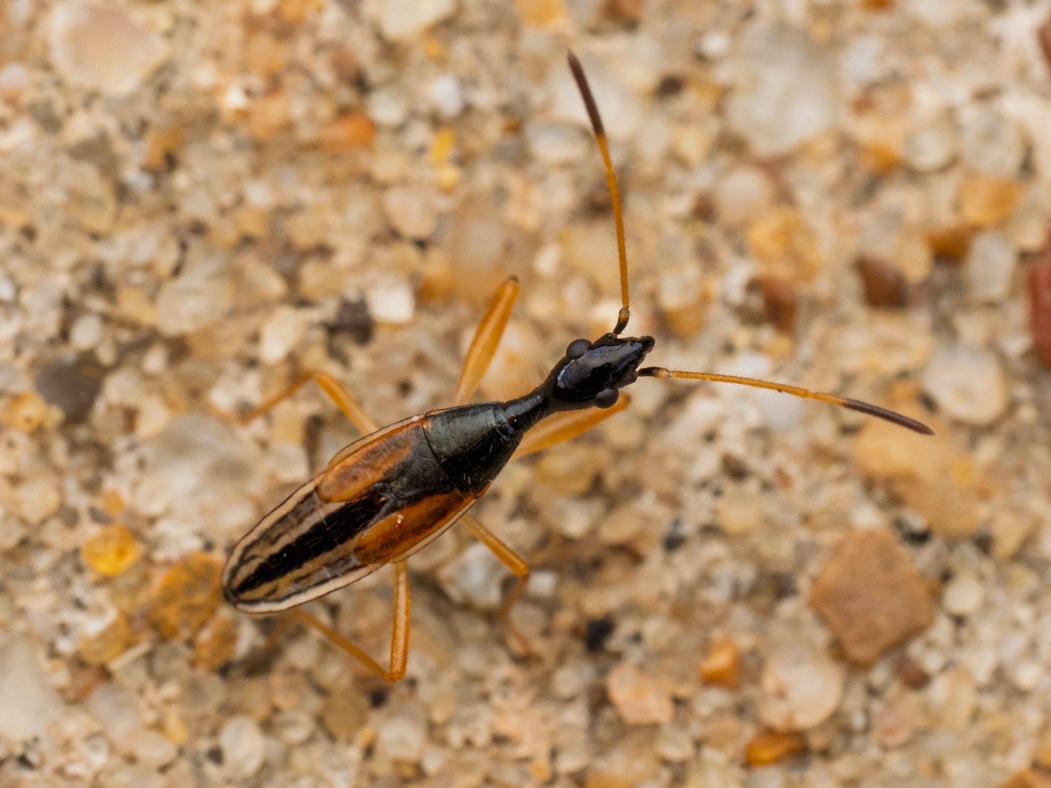 Myodocha