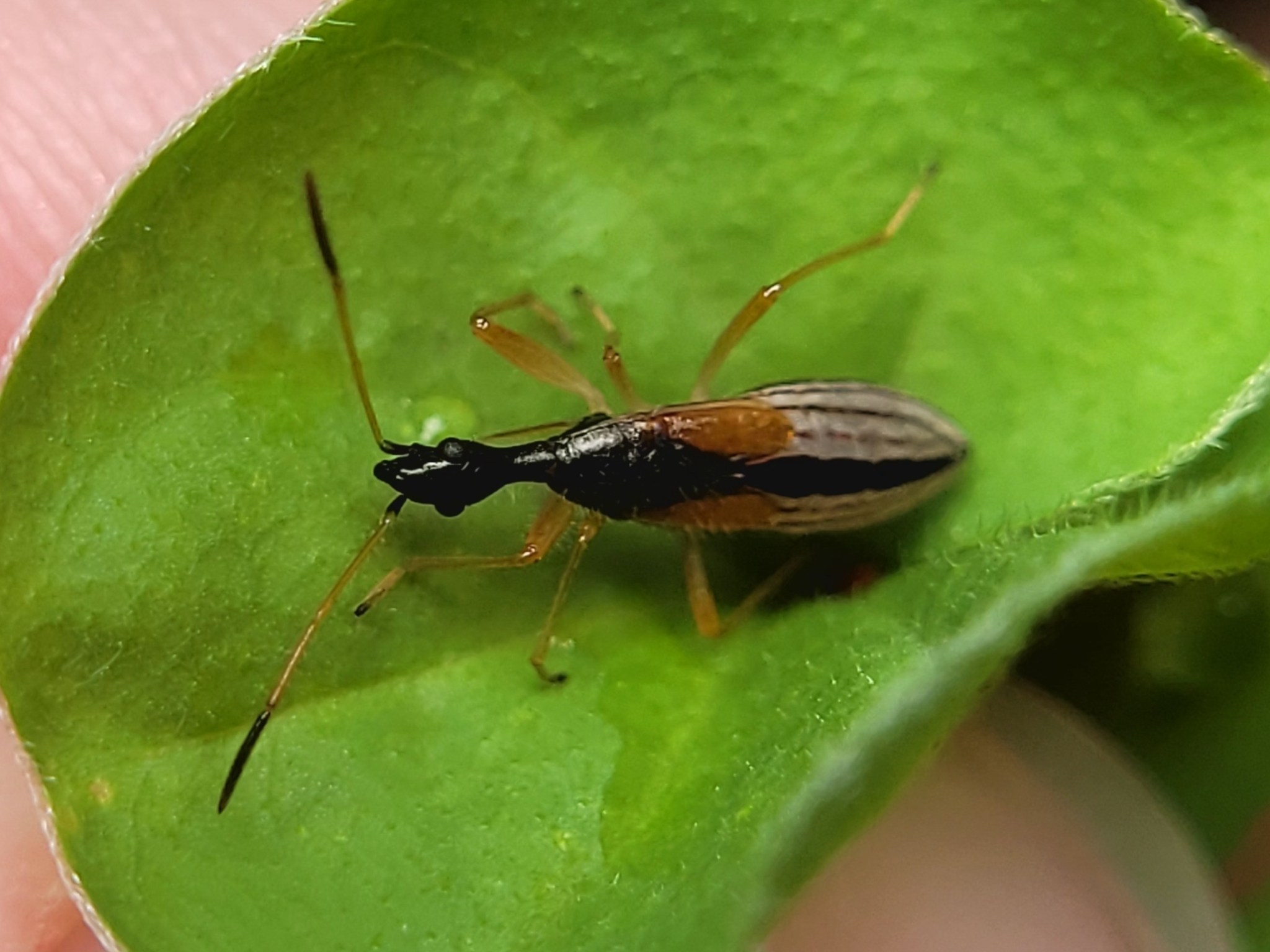Myodocha
