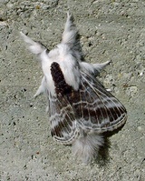 Tolype