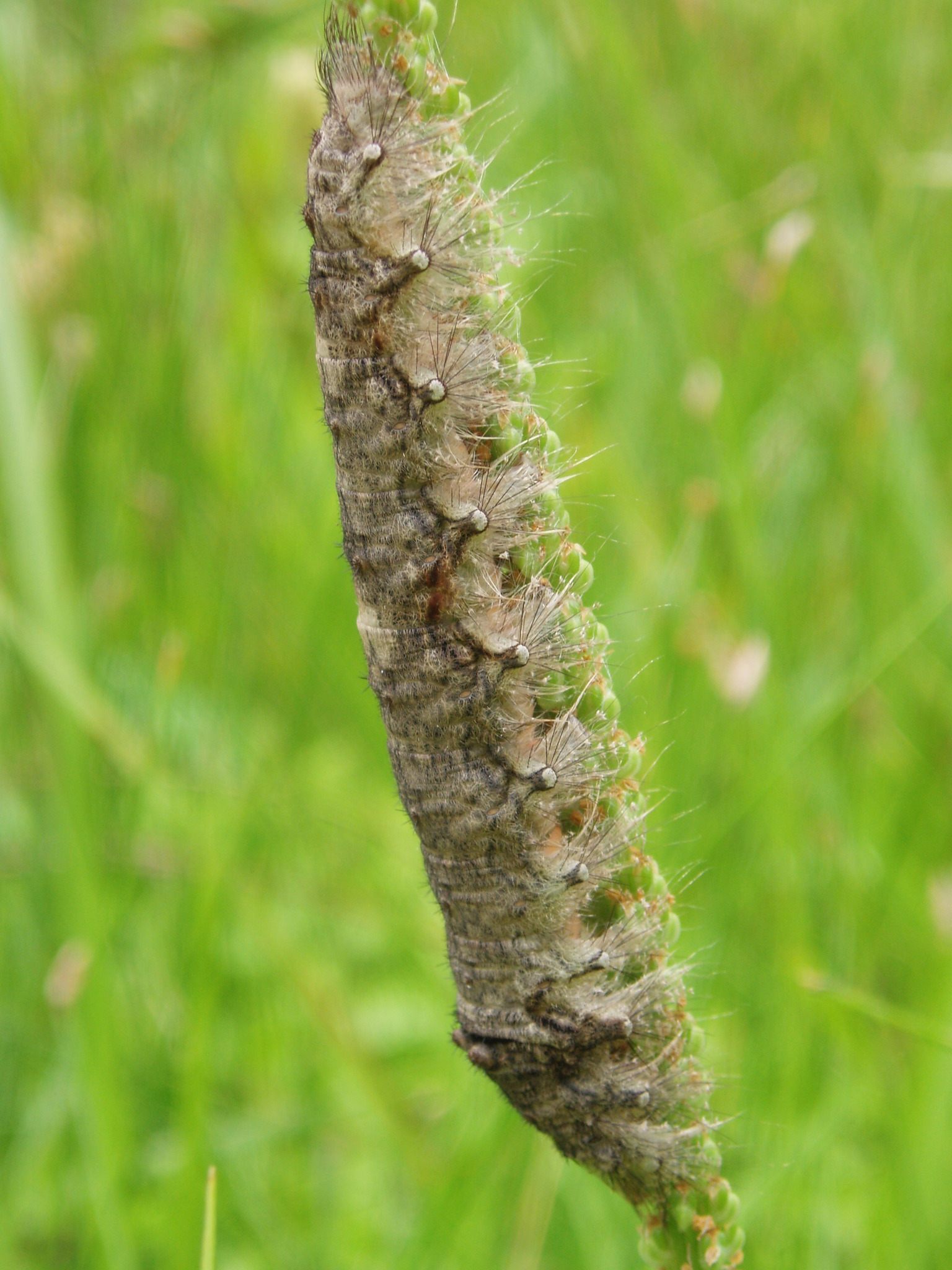 Tolype