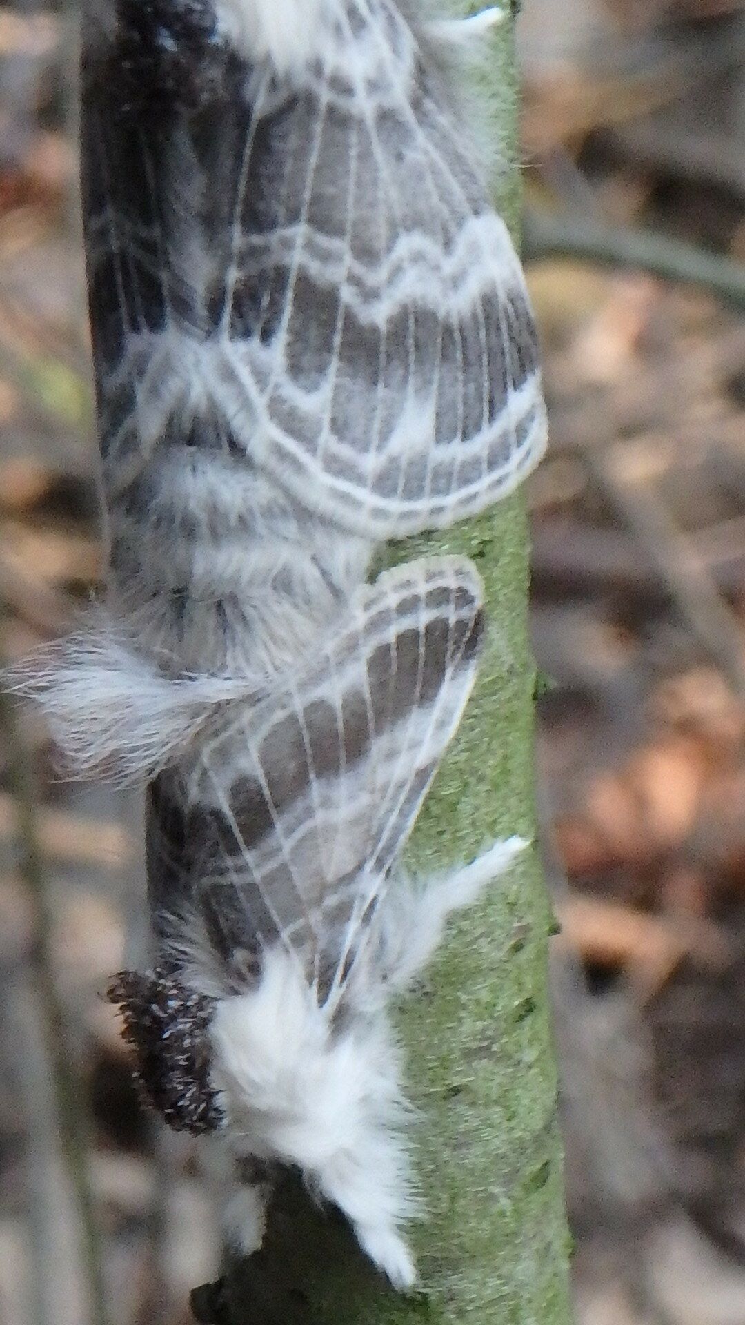 Tolype