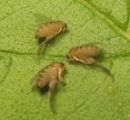 Megaselia scalaris
