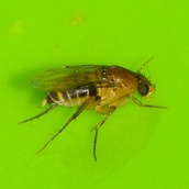 Megaselia scalaris