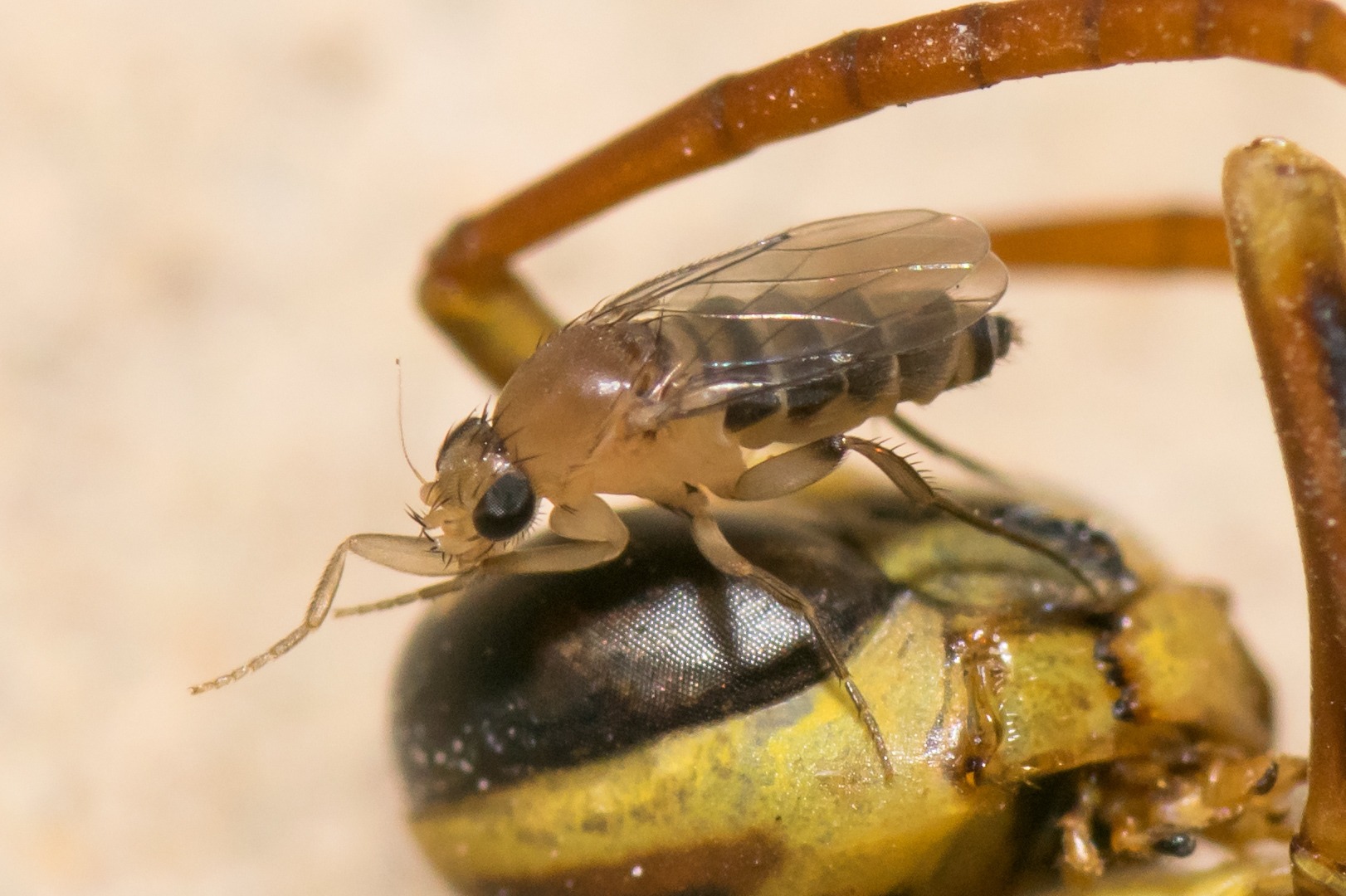 Megaselia scalaris