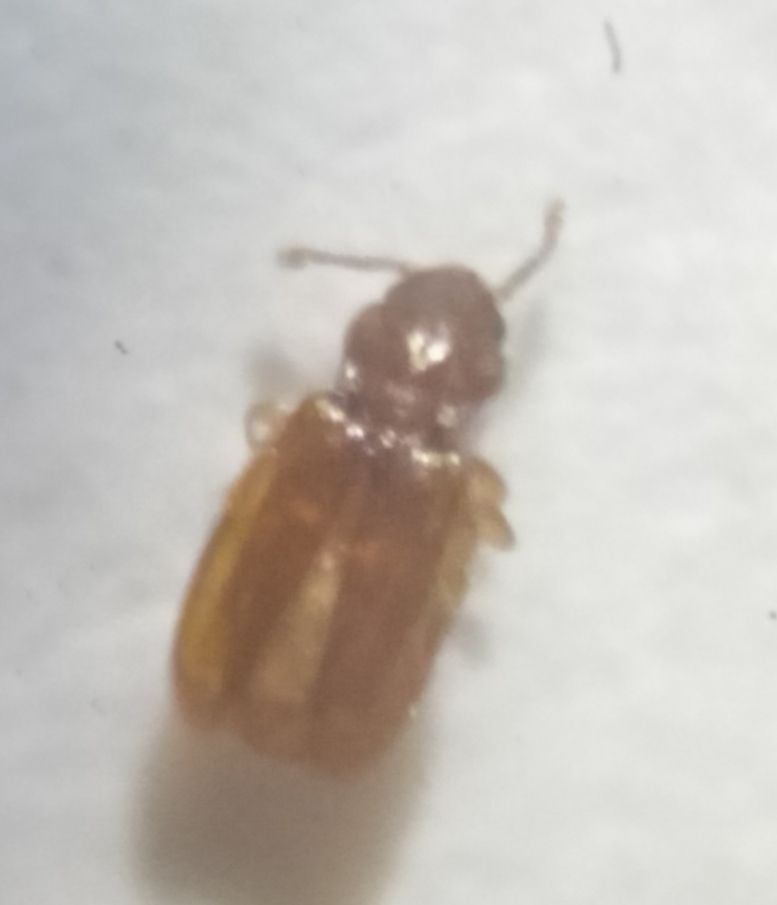 Holoparamecus depressus