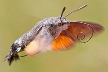 Macroglossum stellatarum