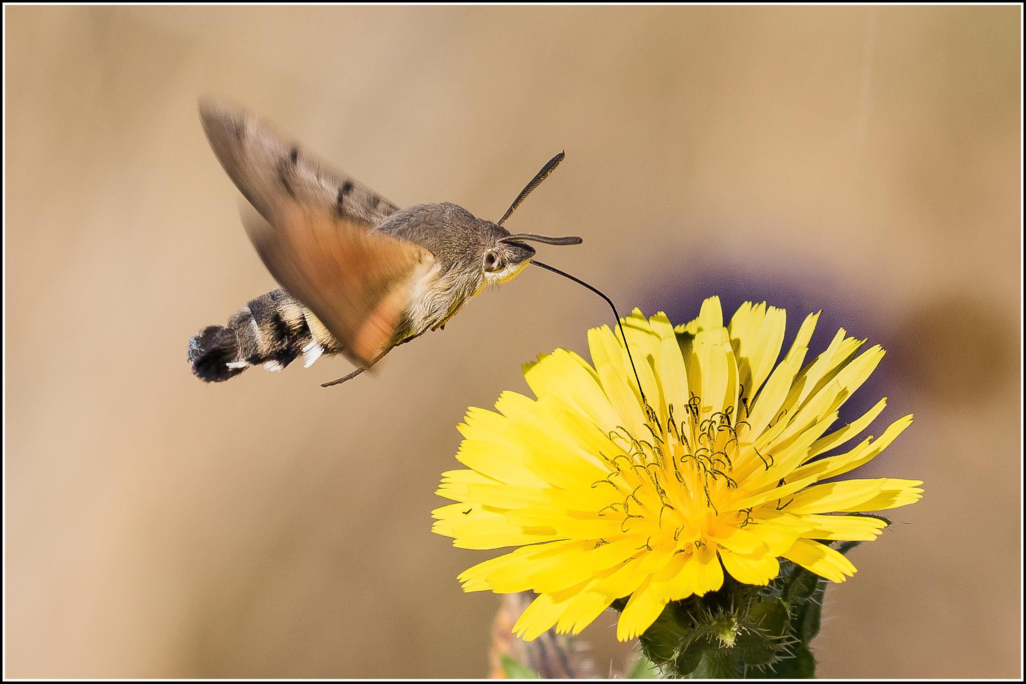 Macroglossum stellatarum