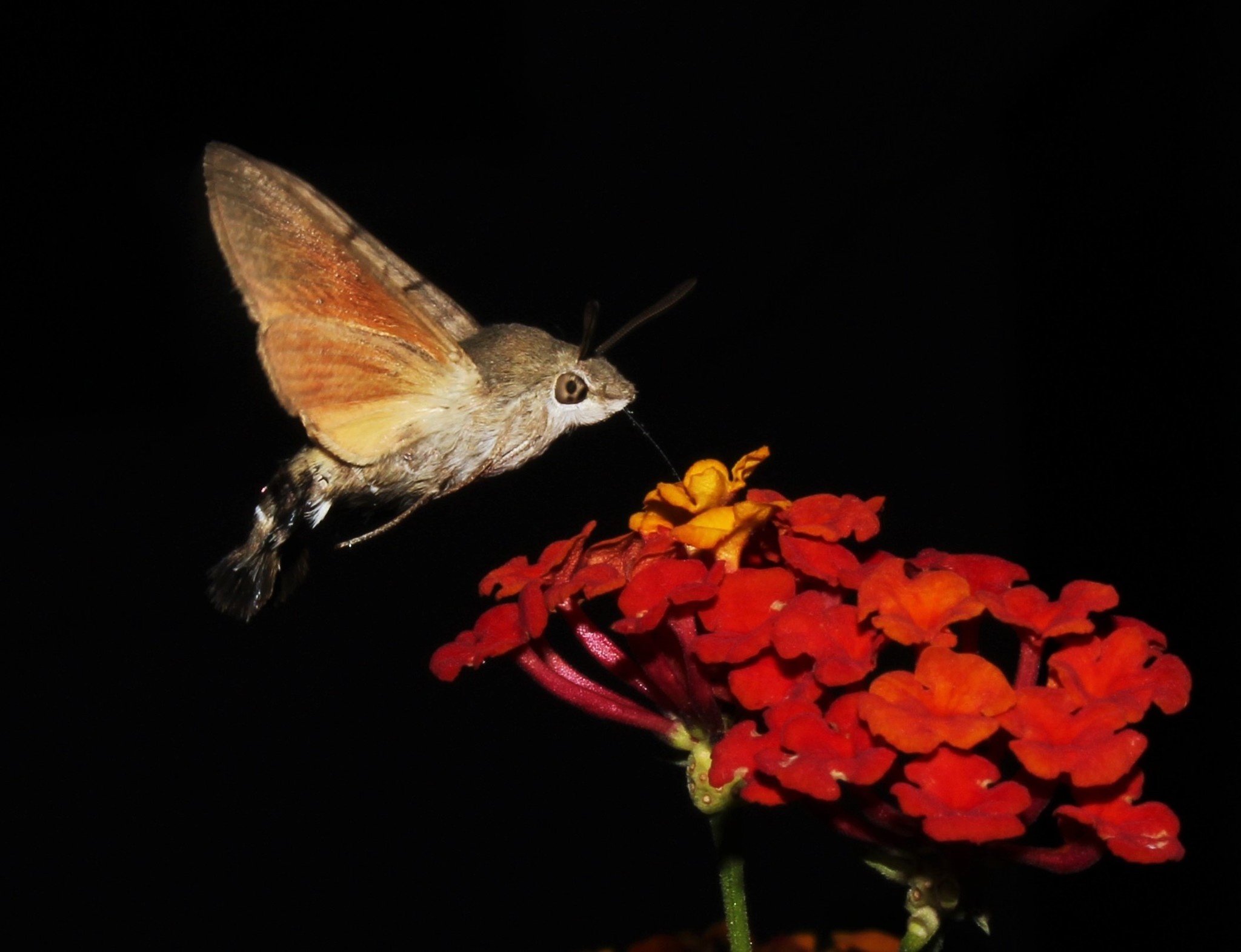 Macroglossum stellatarum