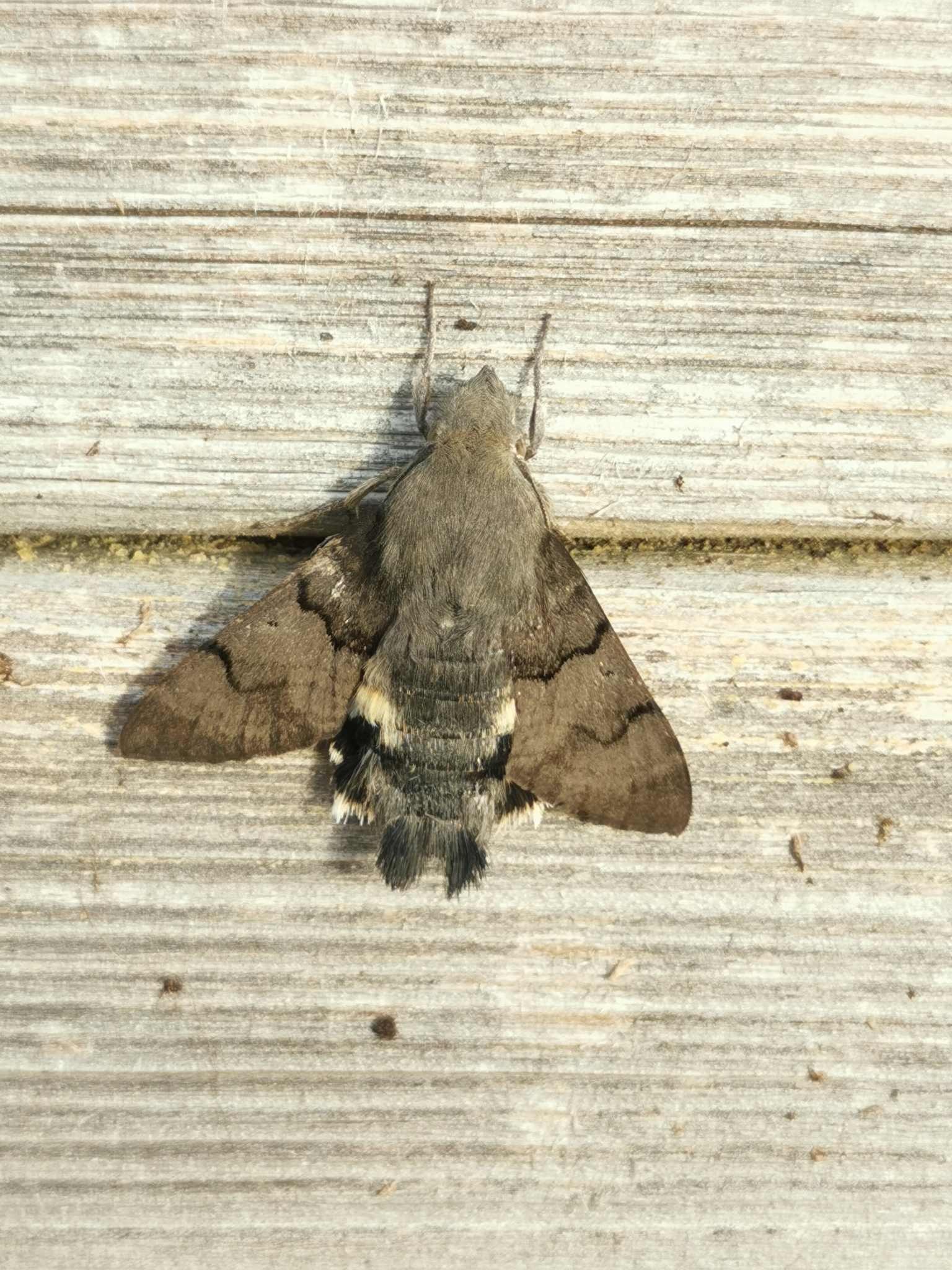 Macroglossum stellatarum