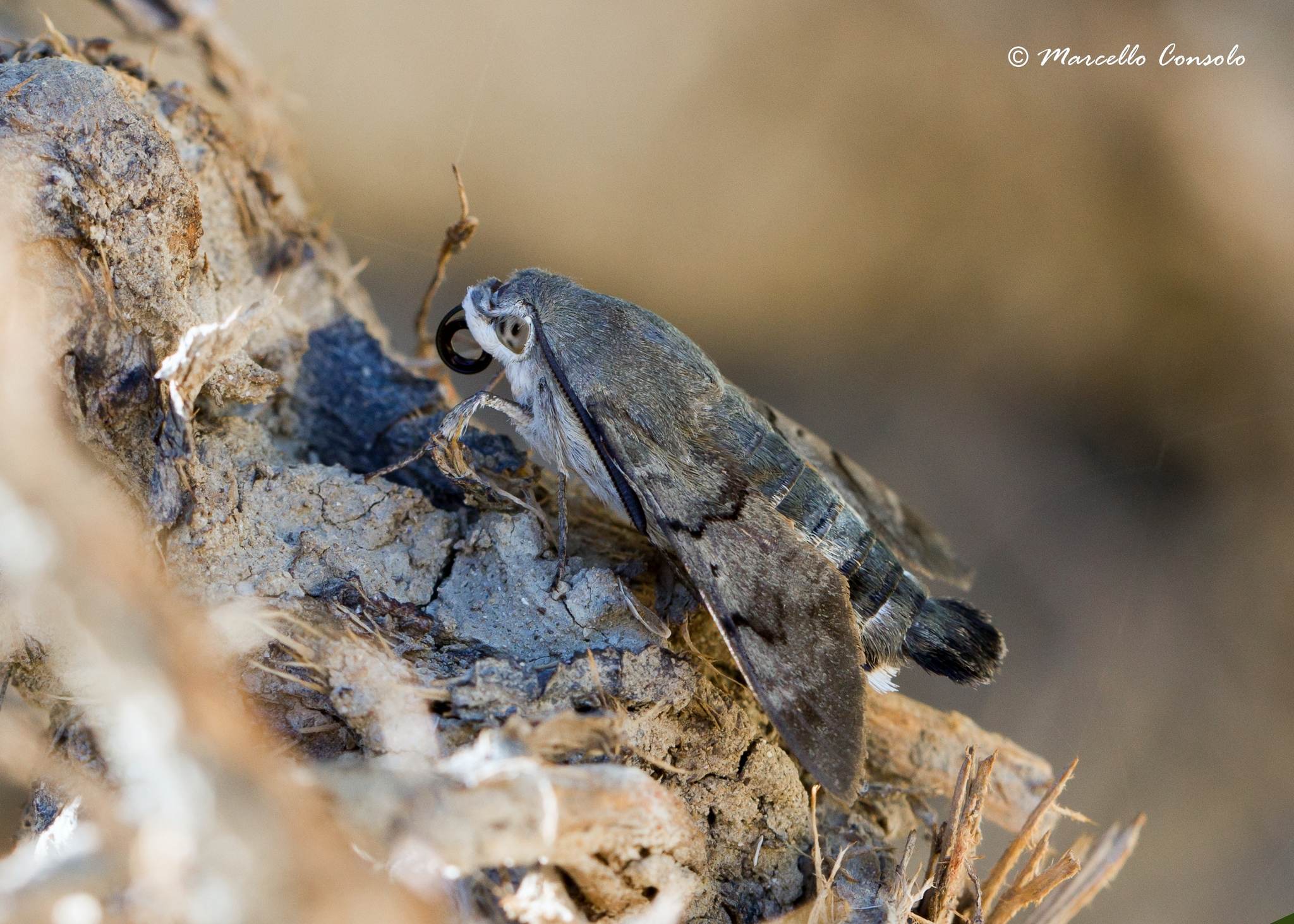 Macroglossum stellatarum