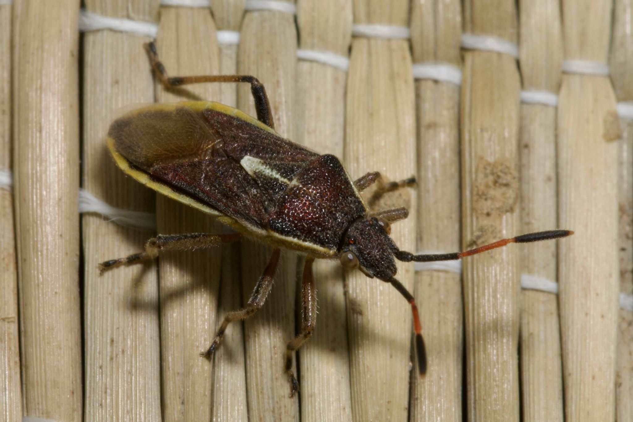 Maccevethus errans