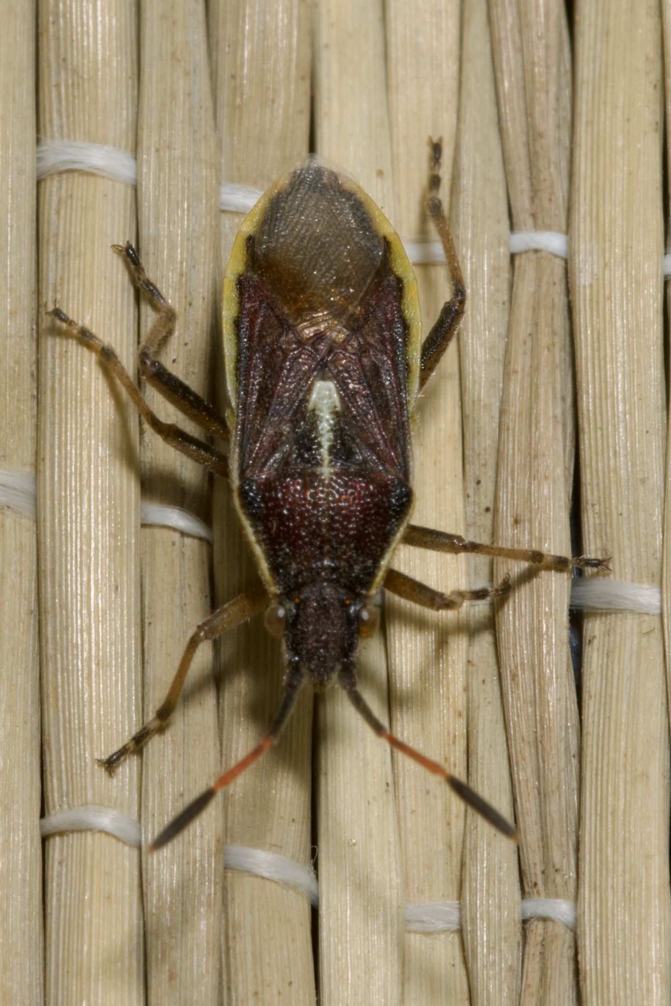 Maccevethus errans