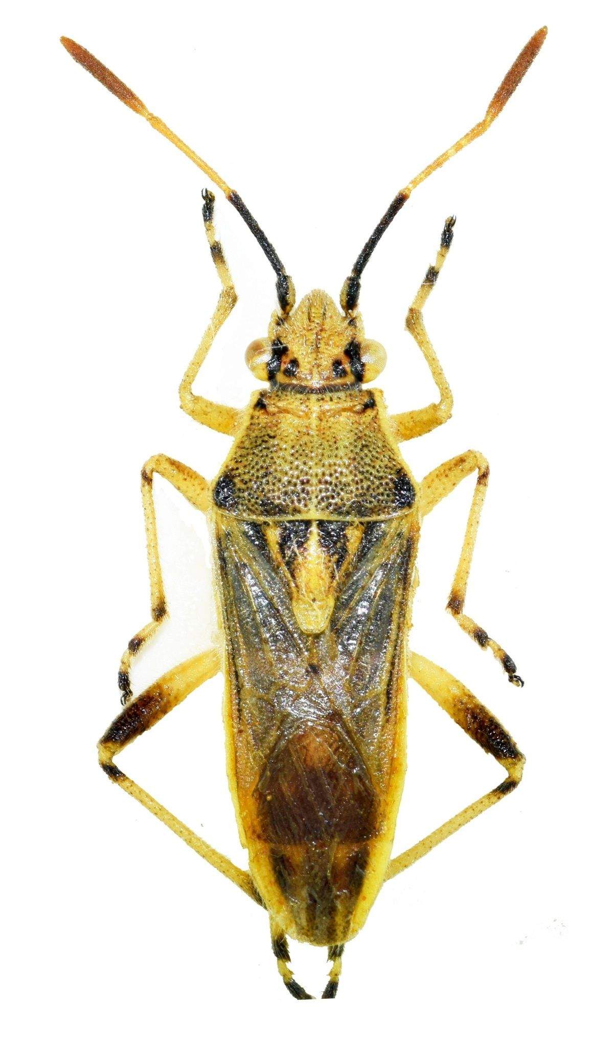 Maccevethus errans