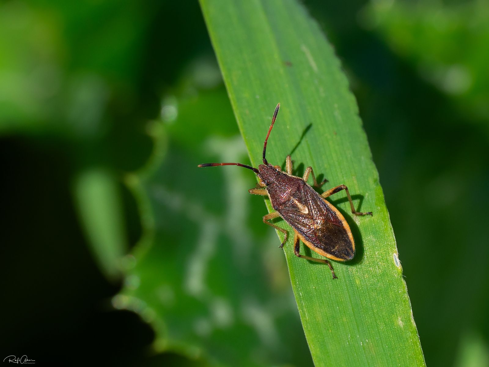 Maccevethus errans