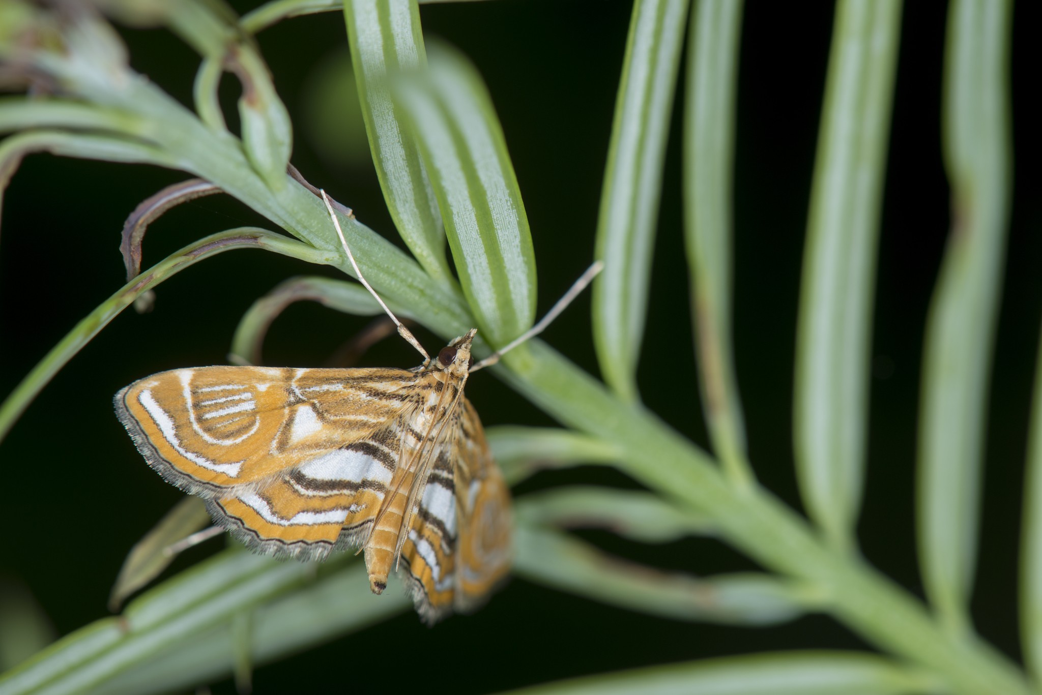 Paracymoriza