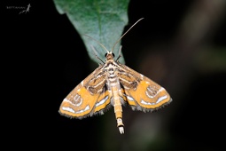 Paracymoriza