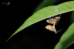 Paracymoriza